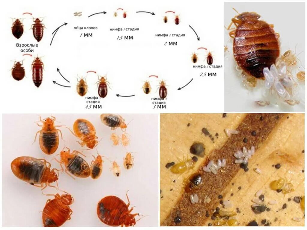 Кто ест клопов. Личинки постельных клопов. Личинка первого возраста постельного клопа.