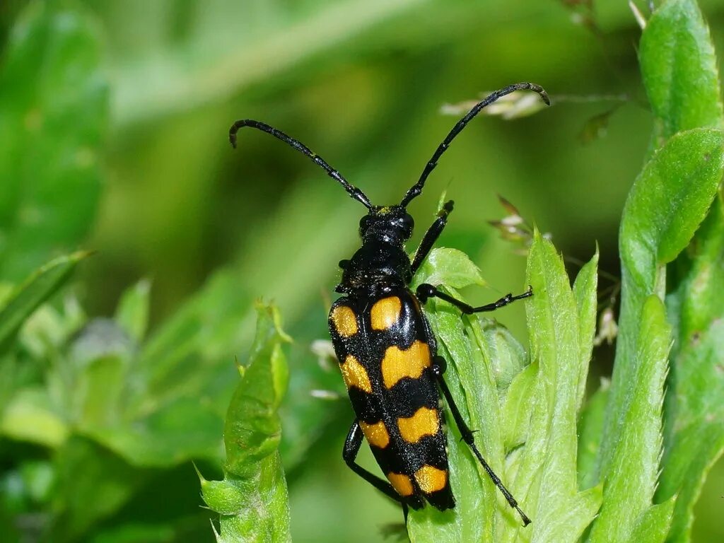 Лептура четырехполосая. Жук лептура четырехполосая. Лептура четырехполосая. Лептура странгалия. Лептура четырехполосая.