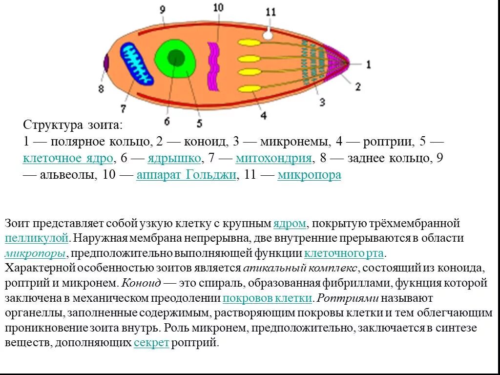 Коноид это. Строение зоита апикомплексов. Строение апикомплекса у споровиков. Апикальный комплекс функции. Апикомплексы ядерный аппарат.