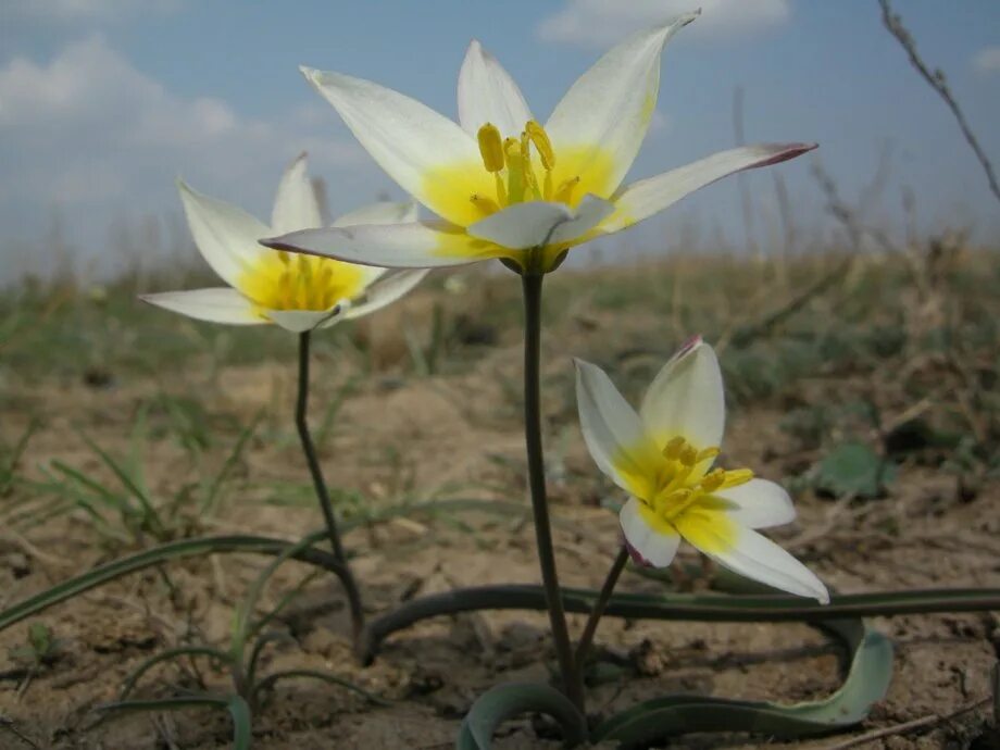 Тюльпан поникающий (Tulipa Patens). Тюльпан двуцветковый Tulipa biflora. Тюльпан двуцветковый Крым. Калмыцкий двухцветковый тюльпан.