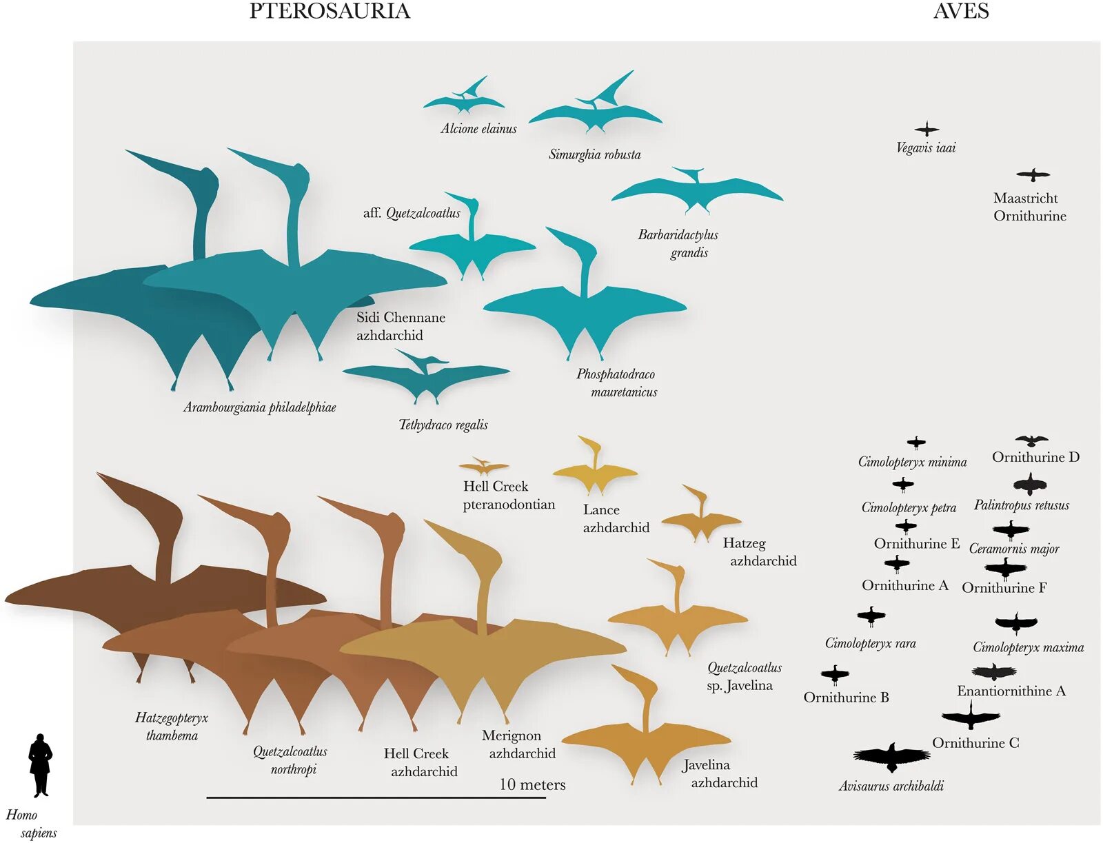 Динозавры инфографика. Птерозавры виды. Динозавры Маастрихтского яруса. Классификация птерозавров.