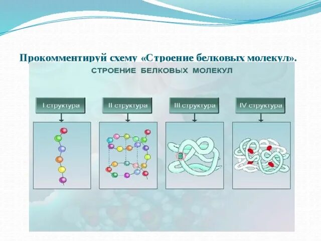 Каждый белковой молекуле соответствует. Строение белковых молекул. схема структуры белки. строение белковых молекул молекул. структура белковой молекулы.