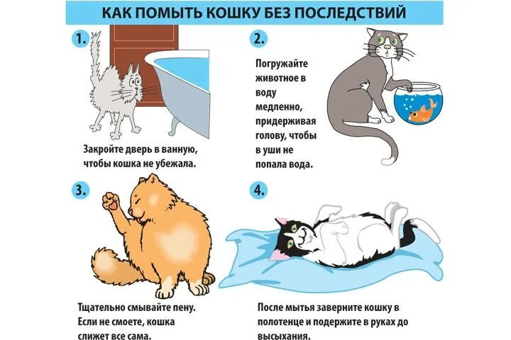 Через сколько можно мыть котов. Мытье кота. Как мыть кошку. Как правильно помыть кота. Советы как помыть кошку.