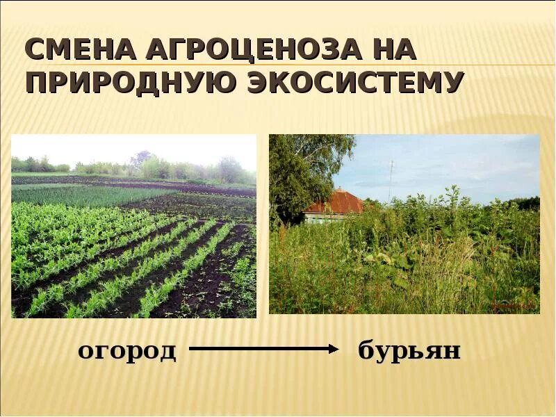 Агроценозом является капустное поле