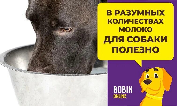 Молоко щенкам до какого возраста. Можно ли давать собаке молоко. можно давать собаке молоко. собачье молоко для щенят.