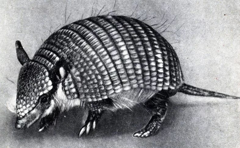 Девятипоясный броненосец. Акимушкин следы невиданных зверей. Откуда взялись броненосцы читательский дневник. Броненосец великан. Броненосец.