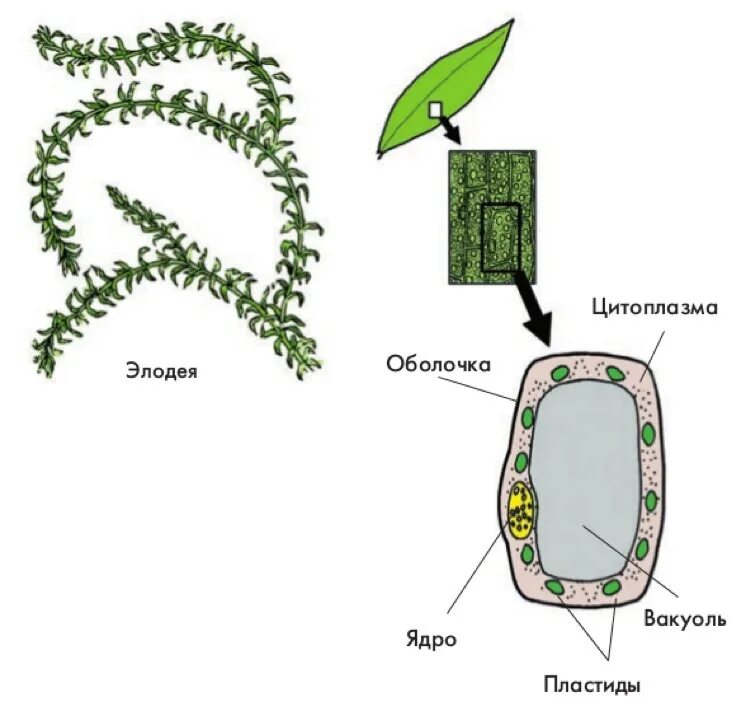 Особенности внутреннего строения элодеи. Строение клетки листа элодеи под микроскопом. Строение клетки листа элодеи. Клетка листа элодеи под микроскопом рисунок. Клетка элодеи под микроскопом рисунок.