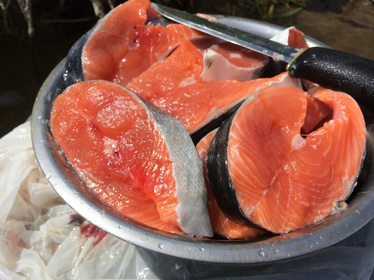 Кетов камчатка. Камчатская красная рыба. форель камчатка. оранжевый лосось. камчатская красная рыба микижа.