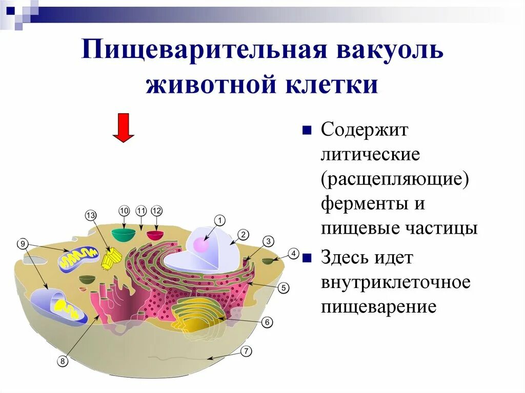 Функция пищеварительного вакуоля