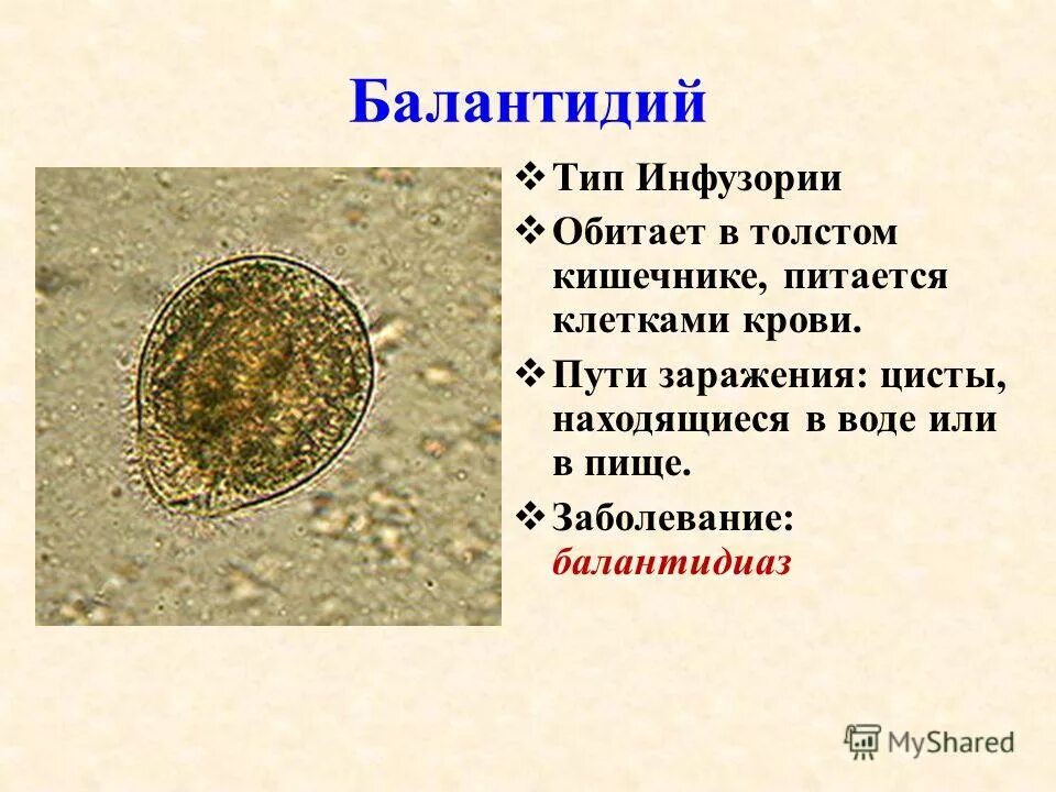 Паразитология аскаридоз. Черви паразиты в организме человека. Простейшие симбионты. Возбудители протозойных кишечных инвазий лямблиоз. Лямблиоз клинические симптомы.