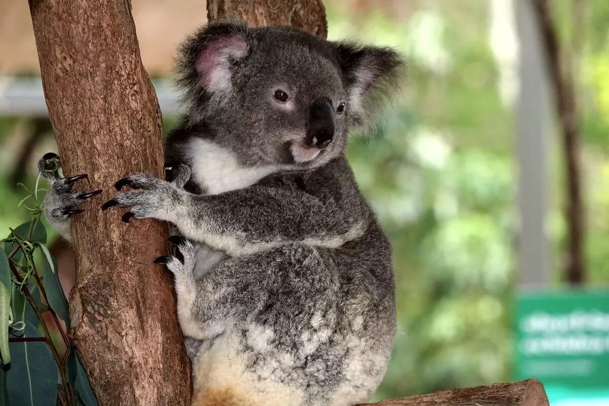 Год коалы. Коала сумчатое. Австралия сумчатые коала. Эвкалипт в Австралии с коалой. Коала эвкалиптовый мишка.