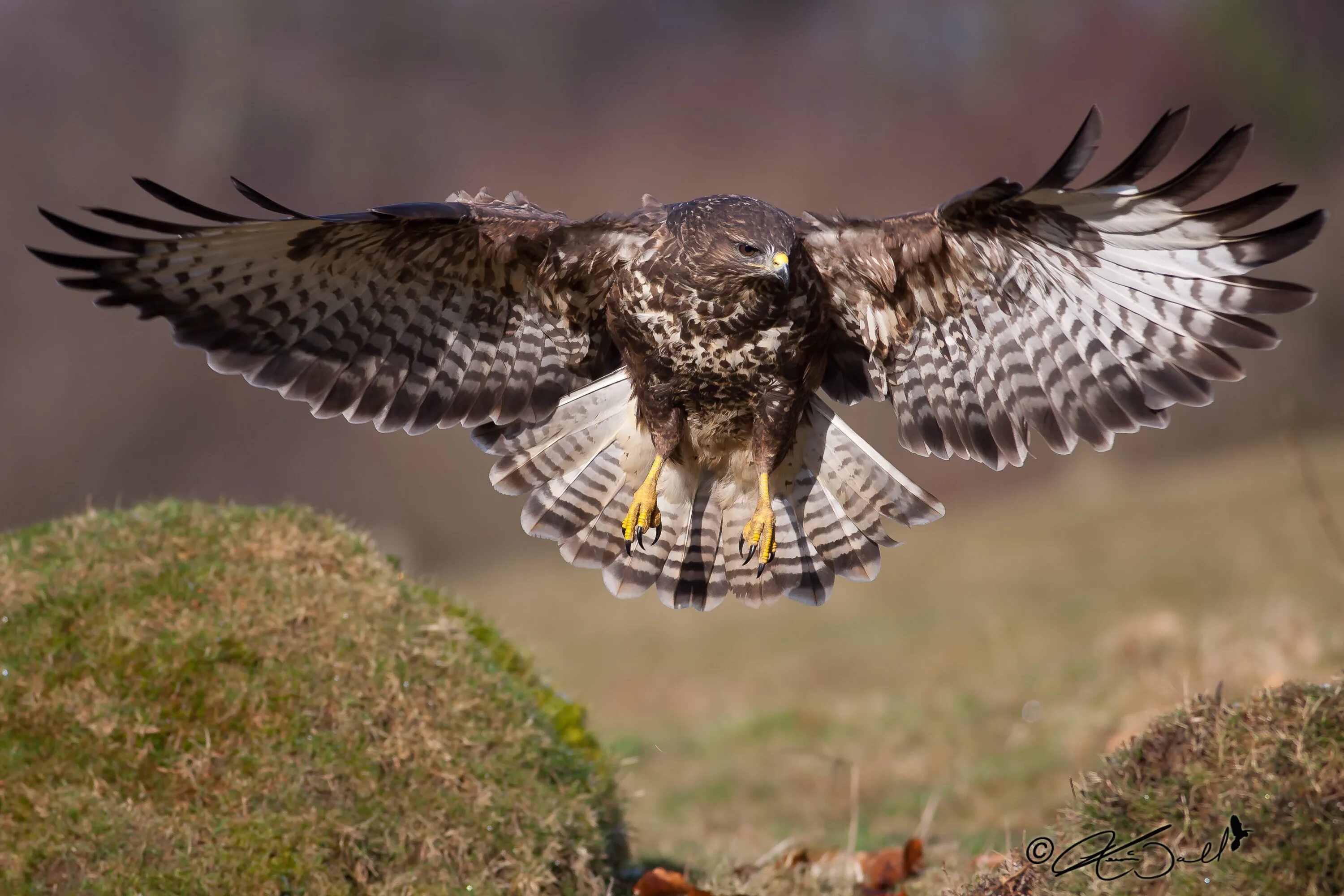 Обыкновенный канюк Buteo Buteo. Канюк Сарыч обыкновенный. Ястреб канюк. Ястреб канюк Орел. Ястребообразные