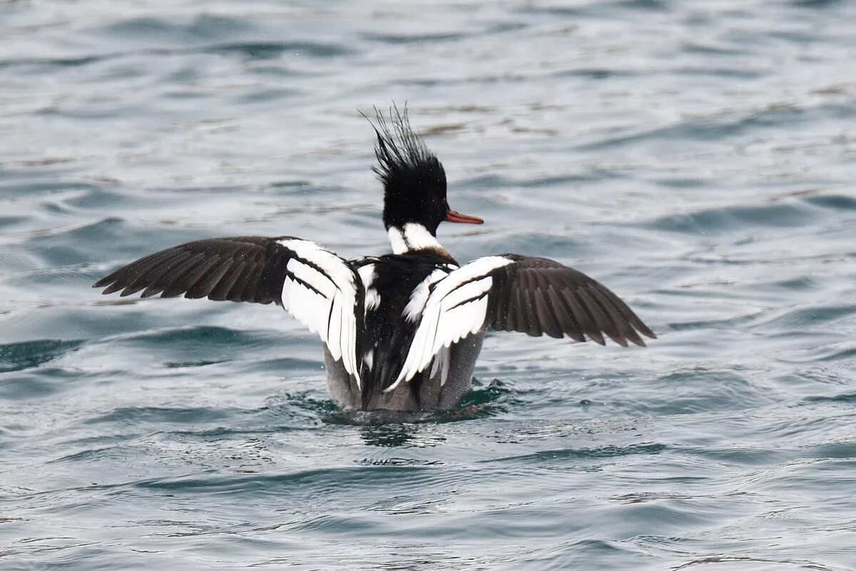 Красивые птицы. Сорокопут шрайк птичка. Синичка лазоревка. Птицы на свияге. Перелётные птицы картинки для детей.