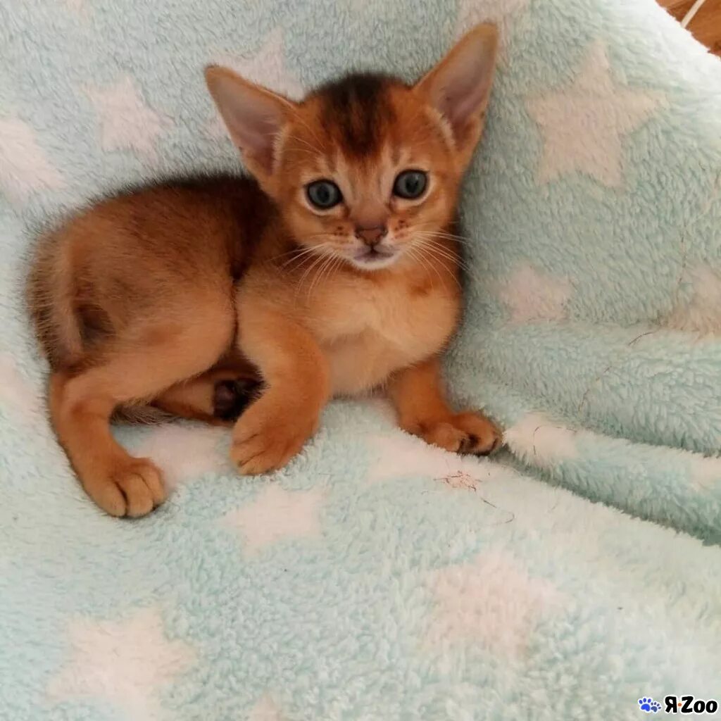 Абиссинский котенок москва. Абиссинские котята. Абесине котята в Москве. Кошки маленькие породистые Абиссинские. Абиссинская кошка питомники в Москве.