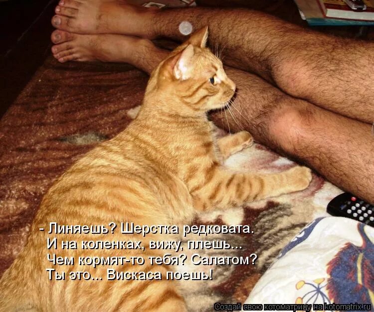 Коты с надписями. Юмор с котами. Шутки про котов и хозяев. Смешные котики с надписями.