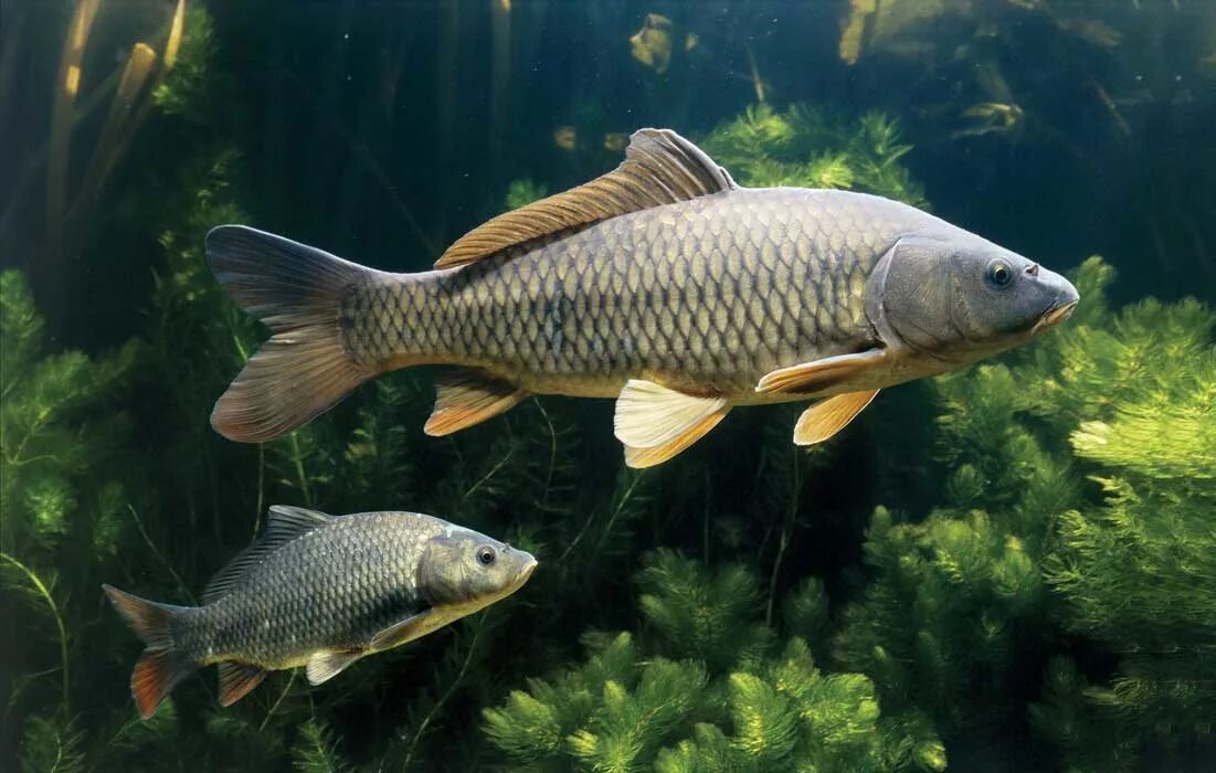 карп (cyprinus carpio). сазан (= карп обыкновенный) – cyprinus carpio. живая рыба карп сазан. сарбоянский карп. карп чешуйчатый.
