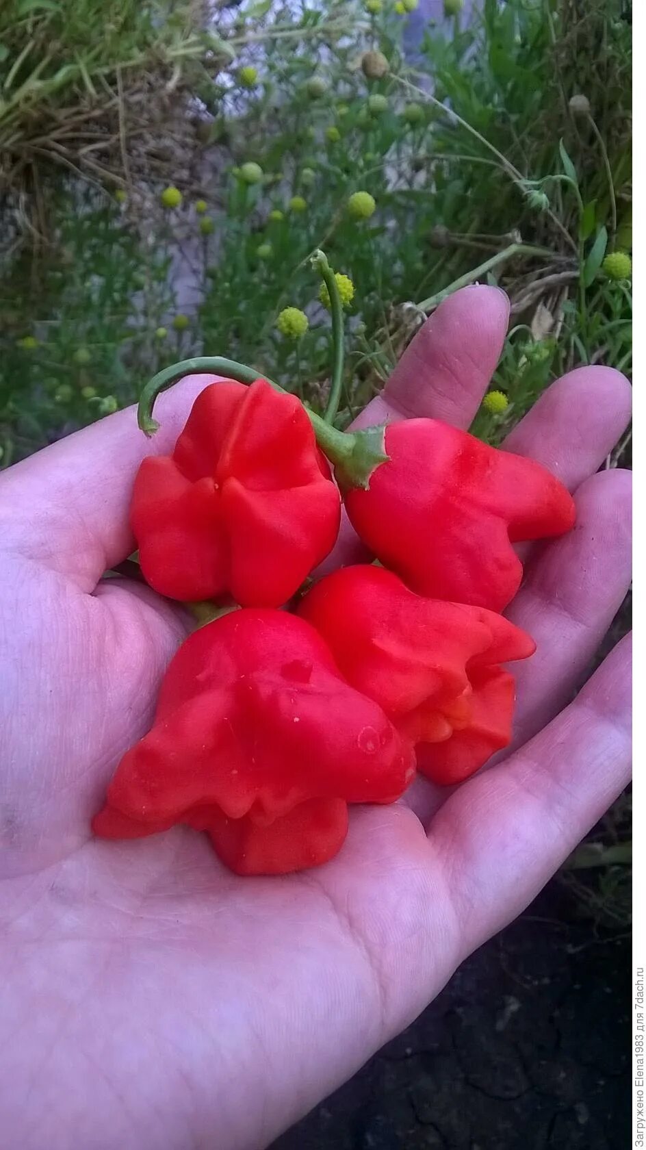 Пикантный колокольчик. Перец Визирь колокольчик. Горький перец колокольчик. Горький перец сорта колокольчик. Перец полуострый колокольчик.