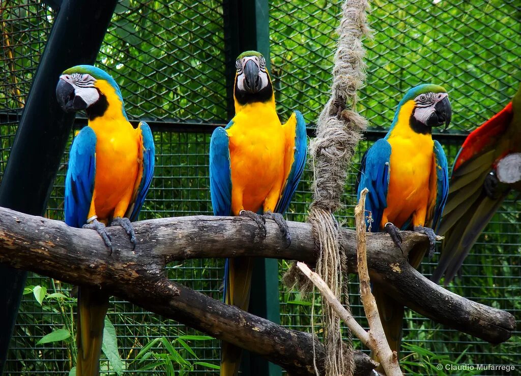 Животные аргентины фото Argentina: Salta & Iguazú or Viceversa 6 days by Receptivo Aborigen Tours To
