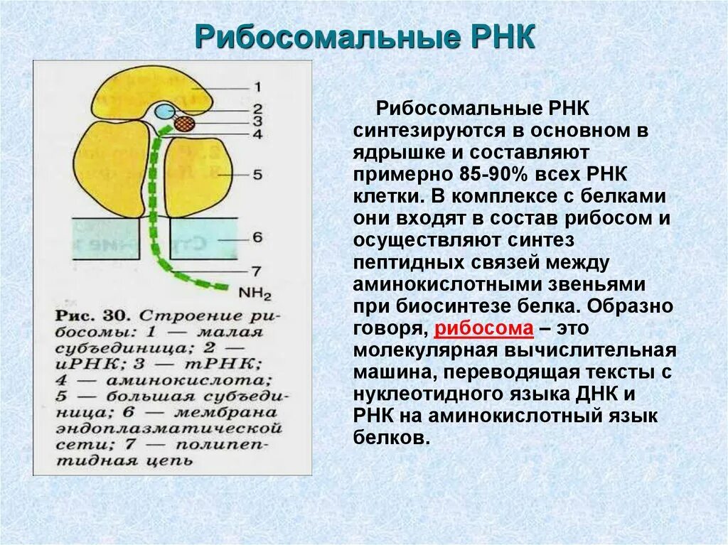 Размеры рнк. Рибосомную РНК структура и функции. РРНК строение и функции. Синтез рибосомальной РНК. Структура рибосомальной РНК.