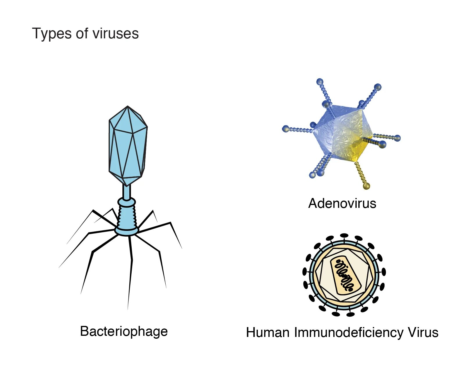 Getting viruses. Вирус. Вирус аденовирус. Вирус рисунок. Types of viruses.