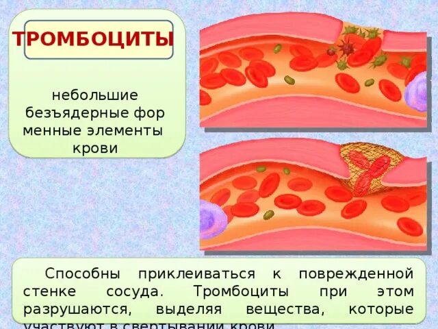 Тромбоциты безъядерные фрагменты клеток. Безъядерные элементы крови. тромбоциты разрушаются в. тромбоциты безъядерные. место разрушения тромбоцитов.