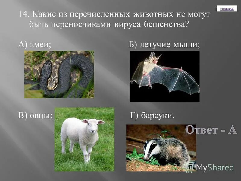 Какие из перечисленных животных являются представителями. Перечисленных животных. какие из перечисленных животных. какие из перечисленных животных являются. среди перечисленных животных.