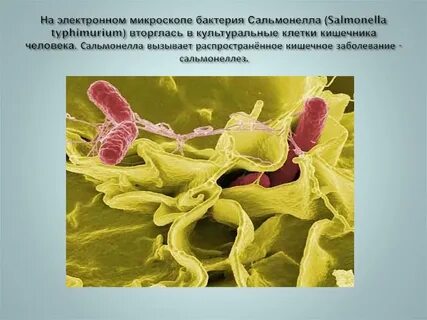 Сальмонеллы в кишечнике