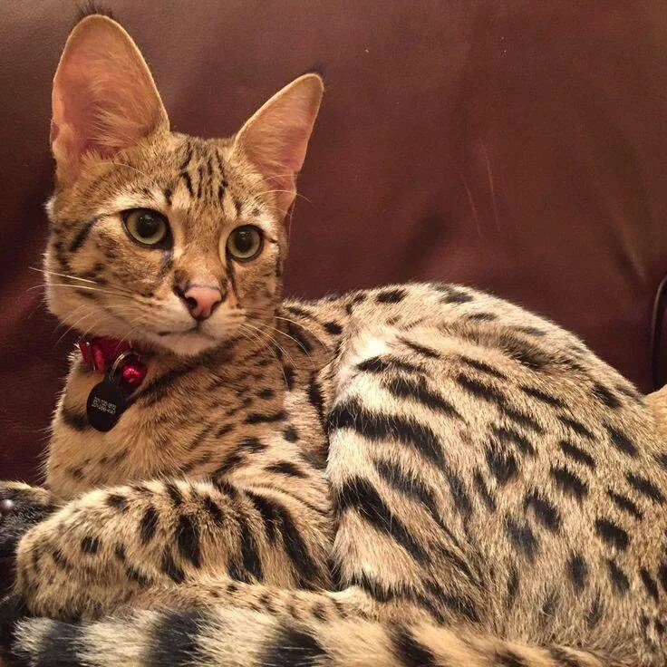 Кот ашера. Сервал ашера саванна. саванна ашера кошка. бенгальская саванна кошка. мейн кун ашера.