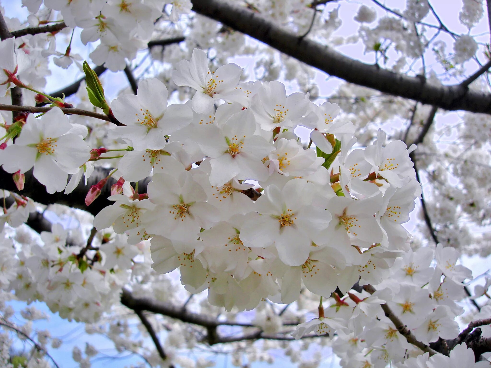 Картинки вишня цветет. Вишня Есино. Сомэй Ёсино Сакура. Черешня Сакура. Прунус Вайт.