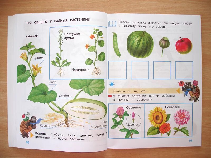Т п окружающий мир. Окружающий мир. Окружающий мир для первого класса. Части растений 1 класс окружающий мир. Части растения 1 класс.