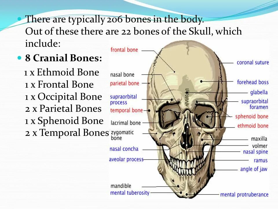 The bones consist of. Ethmoid bone. 206 bones. лобная кость фото. left orbital bone.