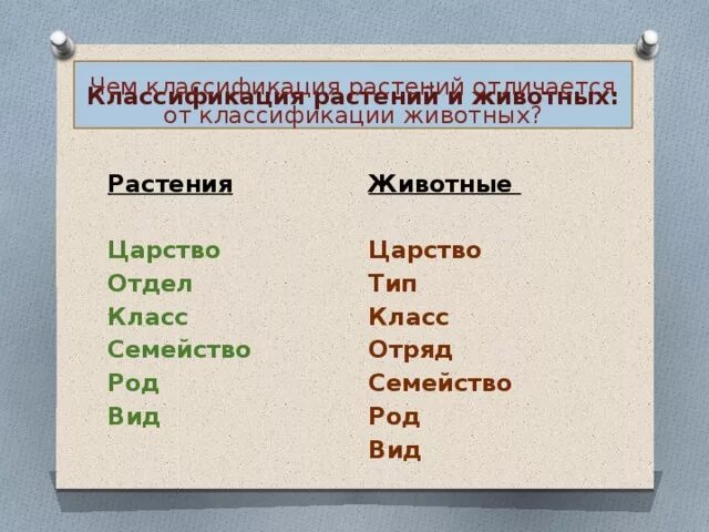 Список слов и словосочетаний царство тип класс. Царство Тип класс отряд растения. Царство отдел класс род вид животных. Классификация вид род. Классификация род вид класс.