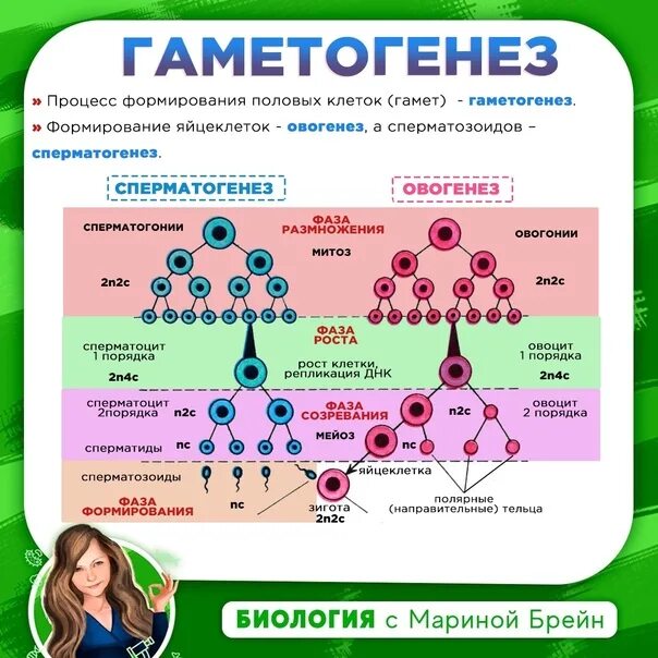 Наиболее молодые женские клетки овогонии. Гаметогенез к какому типу биологии относится. Процессы Зои ы гаметогенеза. Стимулом для неконтролируемого роста клеток является:.