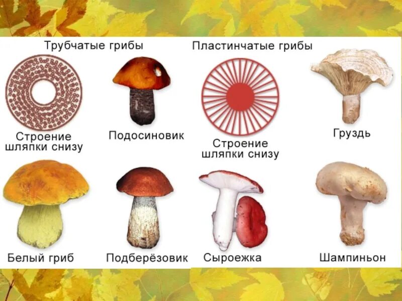 Трубчатый гриб 7. Несъедобные трубчатые грибы. Строение трубчатых грибов. Шляпочные пластинчатые грибы съедобные. Шляпочные грибы съедобные и ядовитые.