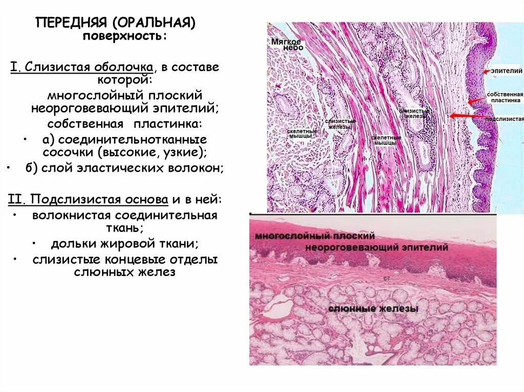 Свойства слизистых оболочек. Многослойный плоский эпителий слизистой оболочки полости рта. Эпителий слизистой оболочки полости рта. Слои собственной пластинки слизистой оболочки. Подслизистая основа ротовой полости.