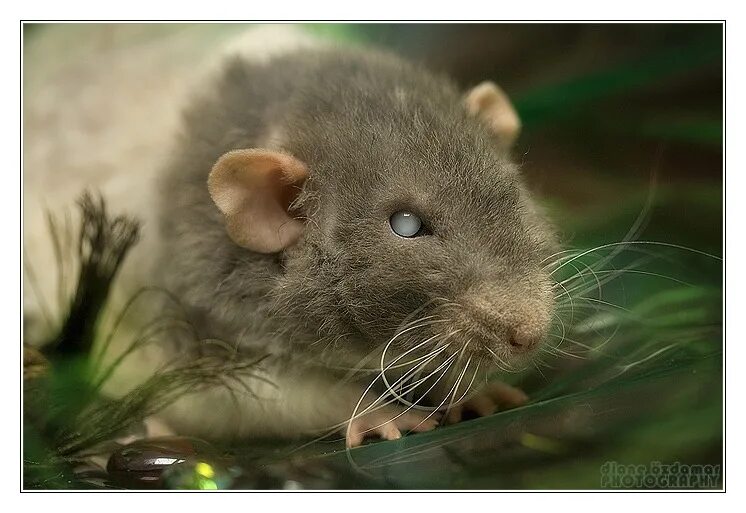 Глазки мыши. Глаза мыши. Мышиный глаз. Мышь и крыса. Саблезубая мышь.