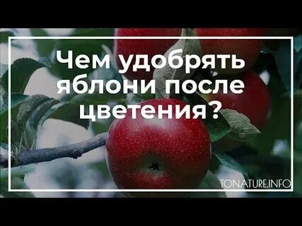 Чем подкормить яблоню