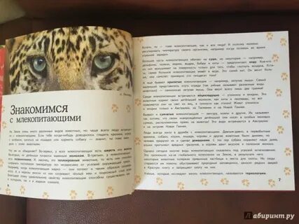 Аннотация животных