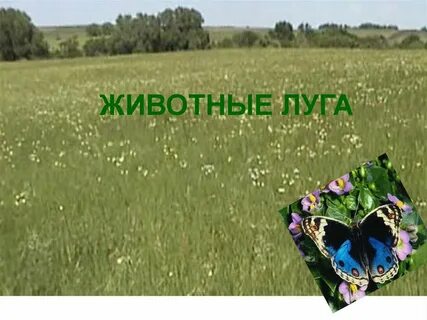Луг и его обитатели 2 класс