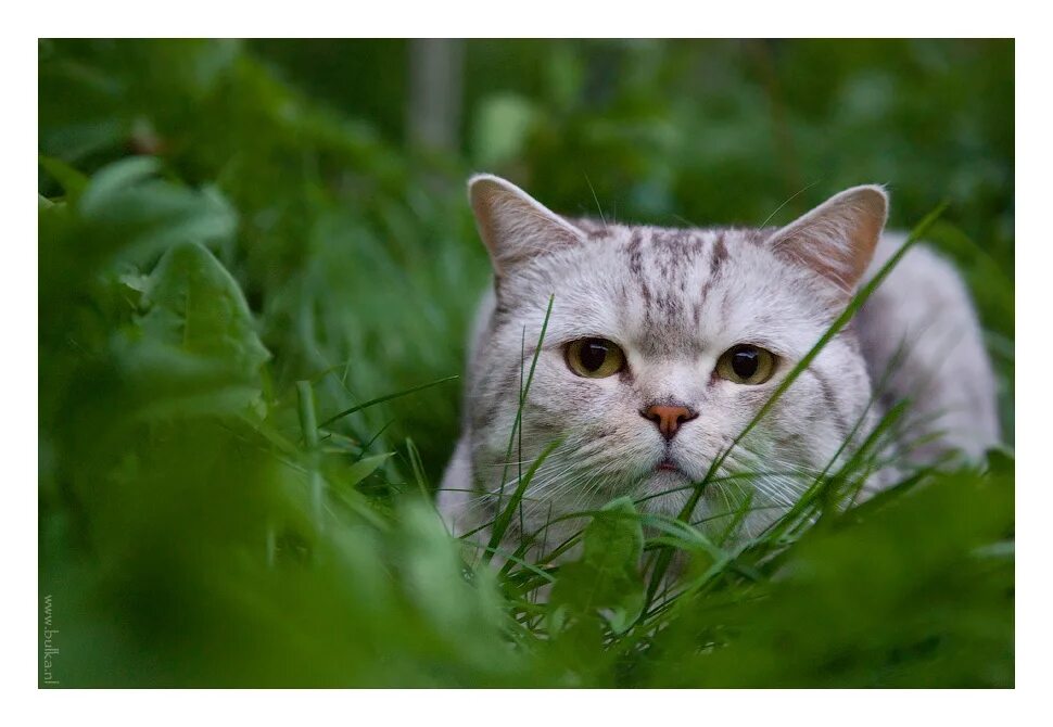 Кот прячется в траве. 9 Лет кошке. Кошечки 9