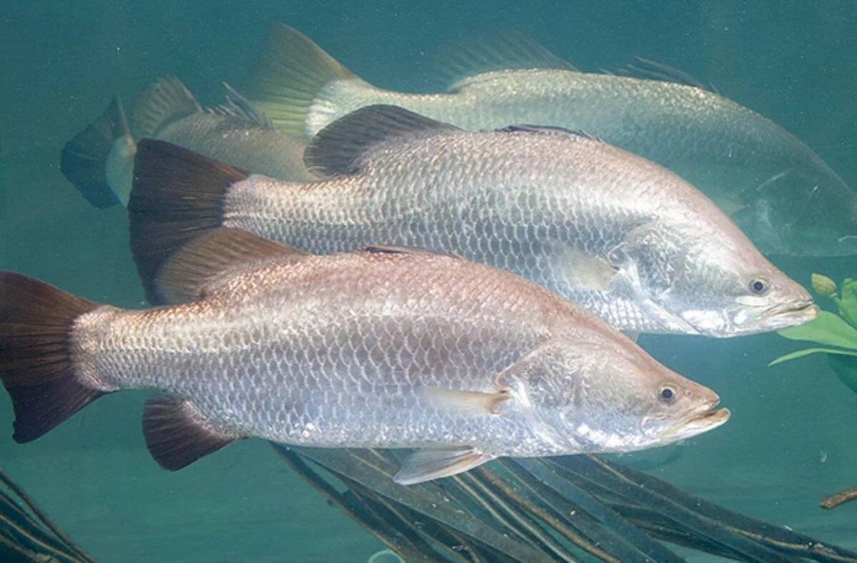 Окунь Барамунди австралийский. Барамунди (белый морской окунь). Barramundi рыба. Баррамунди Австралия.