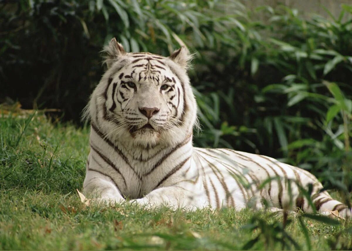 Бенгальский тигр. Королевский бенгальский тигр. Белый бенгальский тигр. Королевский бенгальский тигр в Индии. Бенгальский тигр подвид тигра