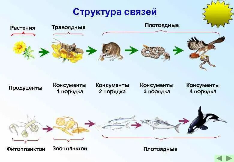 Пищевая цепь состоящая из трех звеньев. Цепь питания продуценты консументы редуценты. Пищевая цепь питания редуценты консументы. 3 Цепи питания продуценты консументы редуценты. Пищевая цепь продуценты консументы редуценты примеры.