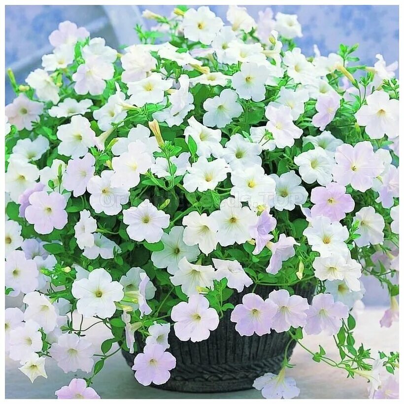 петуния джоконда белая. петуния джоконда f1 пурпурно-белая. опера суприм вайт. петуния джоконда мини f1 белоснежная. петуния фортуния джоконда гавриш.