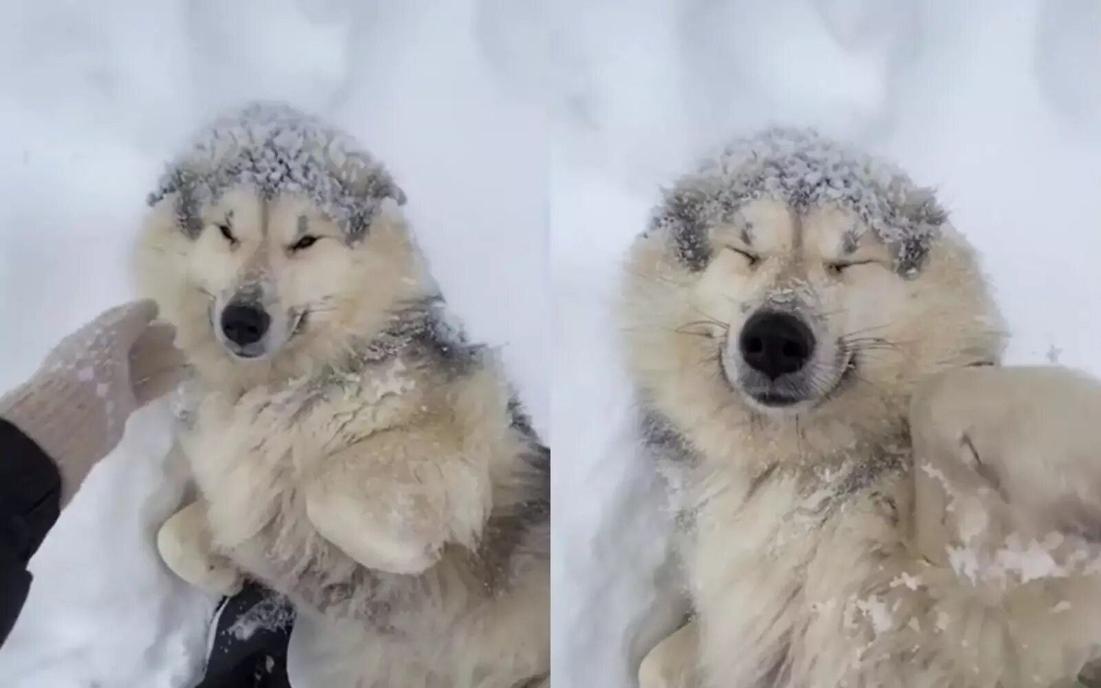 Розовый снег собаки. Руссия Снежная собака. Снеговая собака бензиновая. Град тельжианская Снежная собака. Электро собака по снегу.