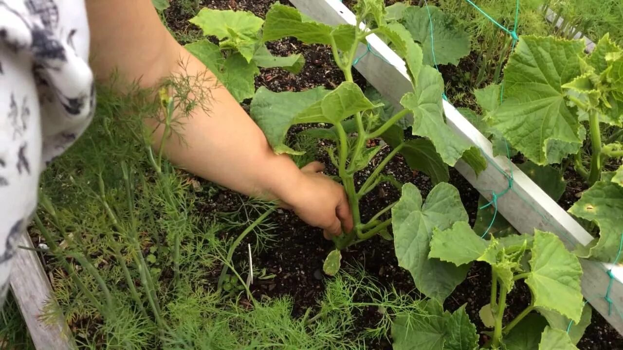 Пасынки у огурцов. Пасынкование кабачков. Пасынки на огурцах. Огурцы на грядке.