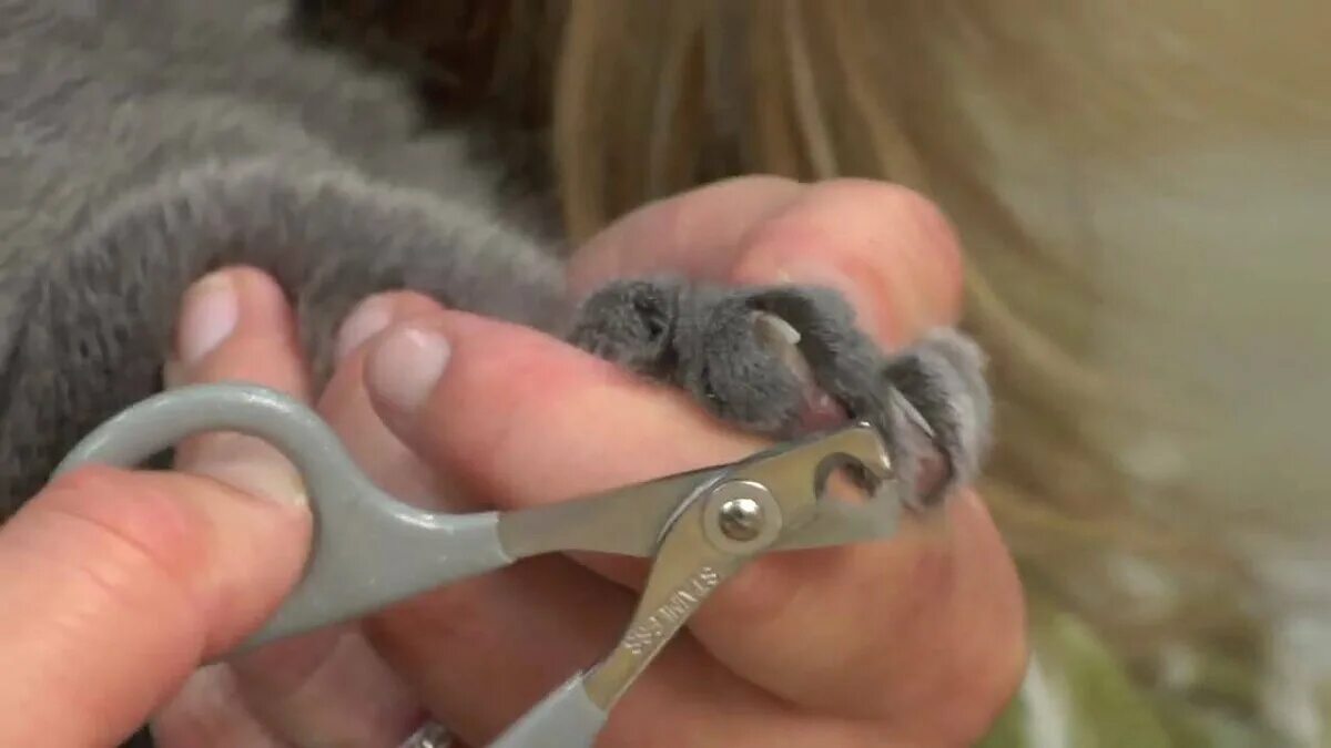 Стрижка когтей у кошек. Правильная стрижка когтей у кошек. Стрижка ногтей у кошек. Подстричь ногти коту.