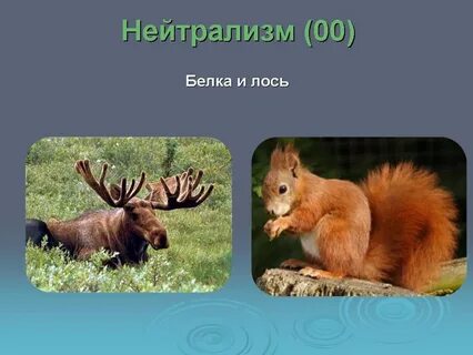 Отношения между зайцем и белкой в природе