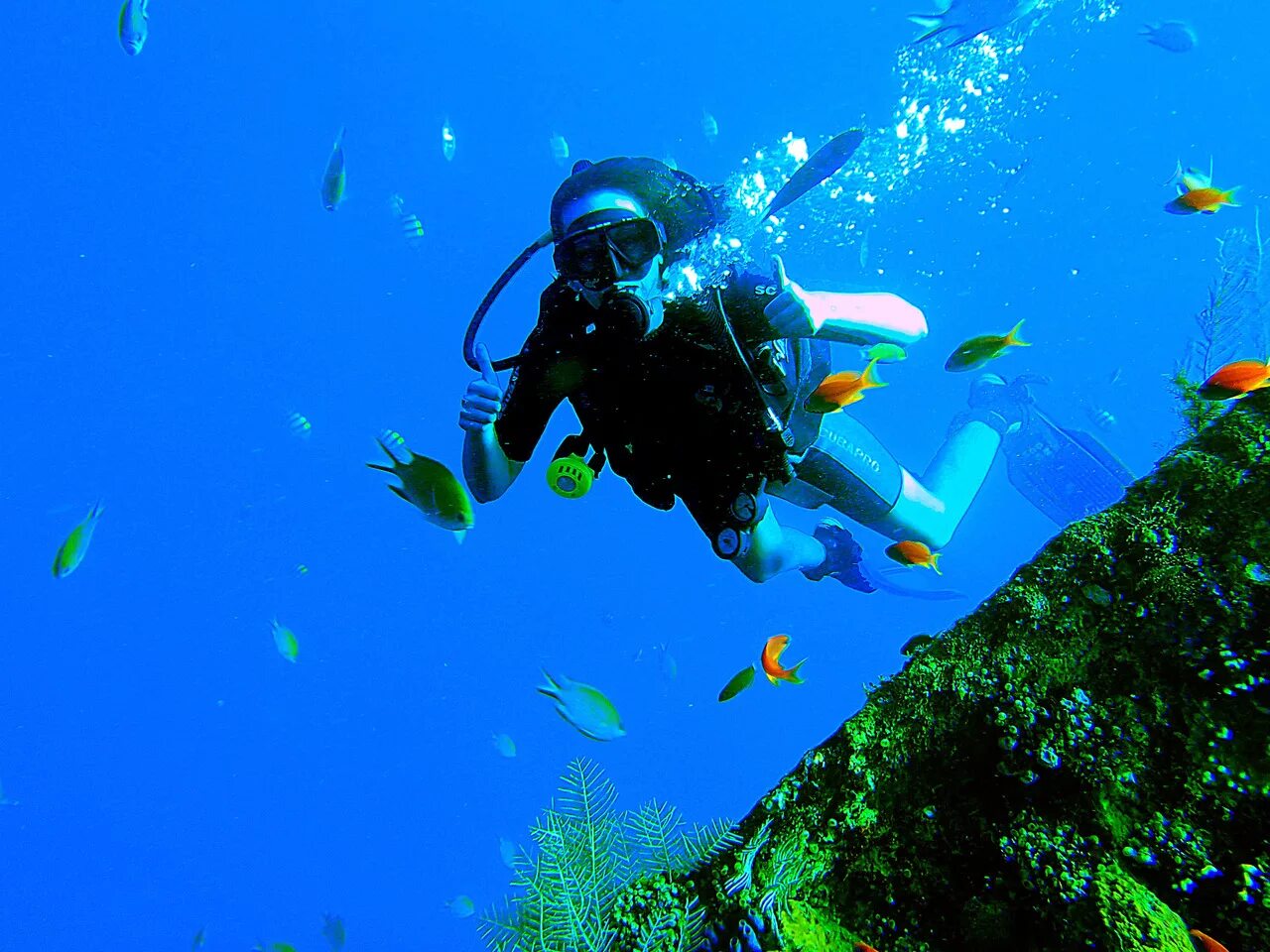 Sea dive. Погружение с аквалангом. Акваланг для дайвинга. Нырять с аквалангом. Ныряние с аквалангом.