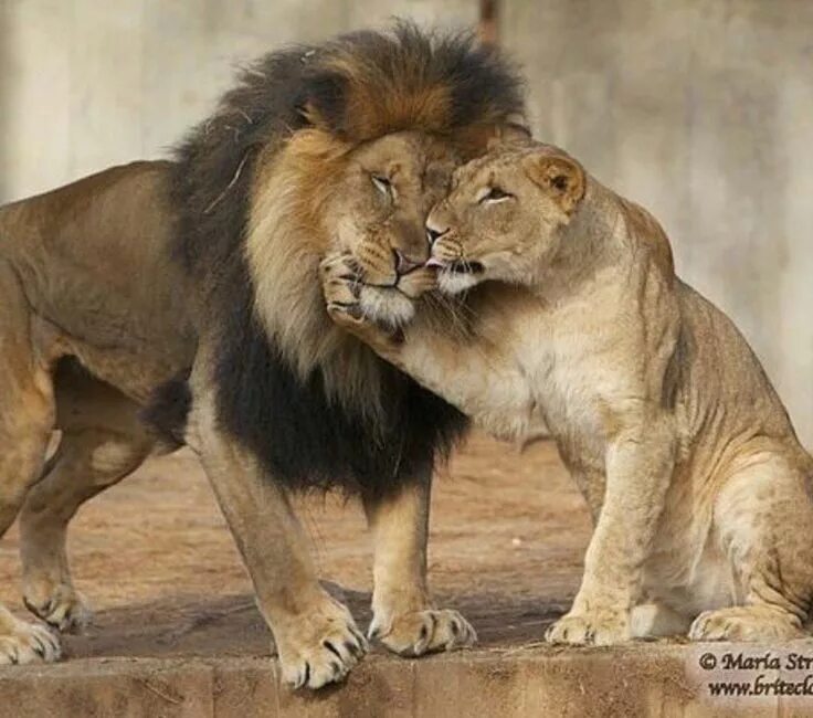 Loving lions